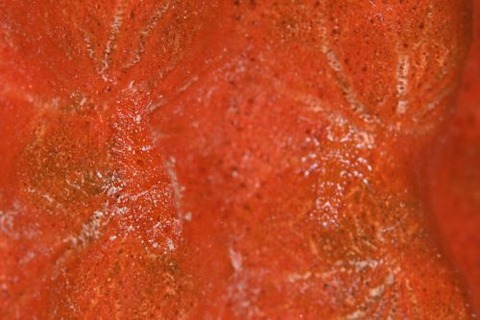 ヂェラストカリス・パロンアェ