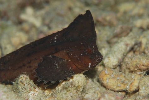 ツマジロオコゼ