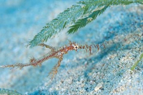 ニシキフウライウオ