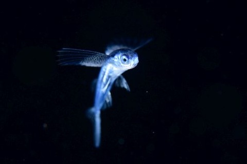 刺激的な水中生物