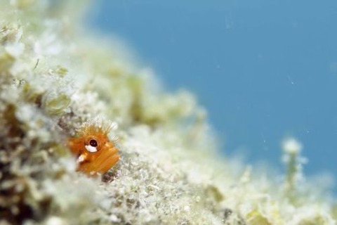 ハダカコケギンポ