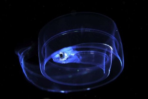 刺激的な水中生物