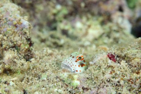 モンツキカエルウオ