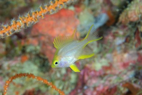 ヤマブキスズメダイ