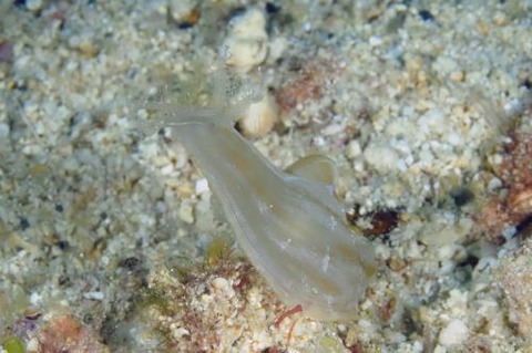 スカシウミナメクジ