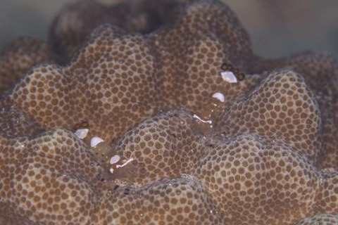 イソギンチャクエビ