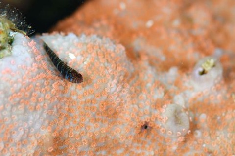 トラノコイソハゼ