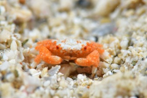 オウギガニ科の1種