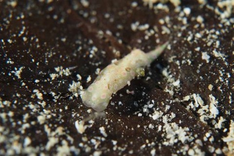 エンビキセワタ