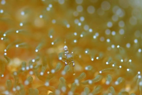 ニセアカホシカクレエビ