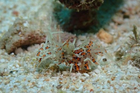 トゲツノメエビ