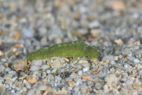ゴクラクミドリガイ科の1種
