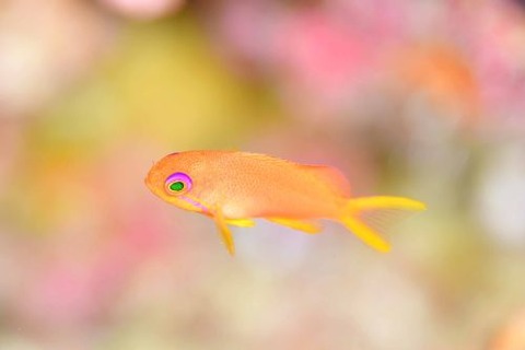 キンギョハナダイ