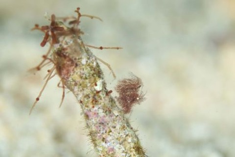 フィコカリス・シムランス