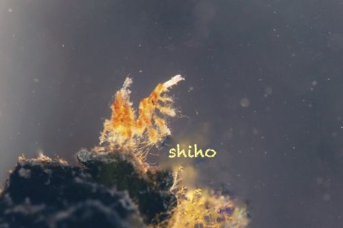 フィコカリス・シムランス