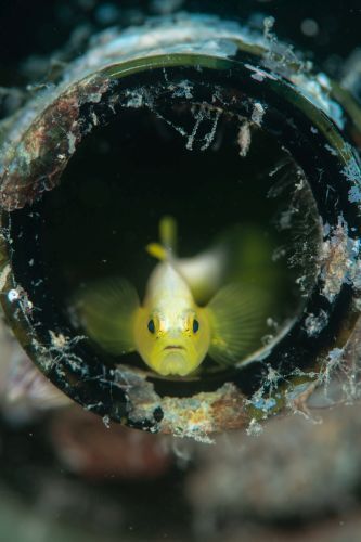 ナカモトイロワケハゼ