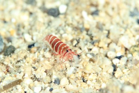 カザリムラサキエビ