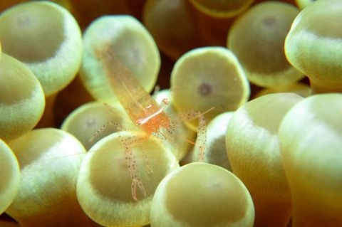 カザリイソギンチャクエビ