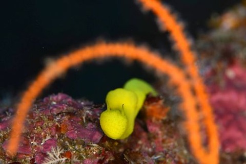 レモンウミウシ