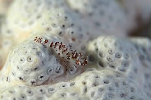 ウズラカクレモエビ