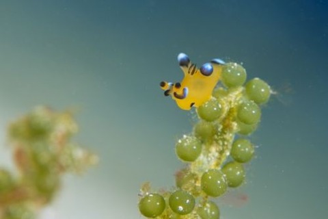 ウデフリツノザヤウミウシ