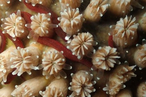 チンヨウジウオ