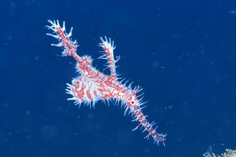 ニシキフウライウオ