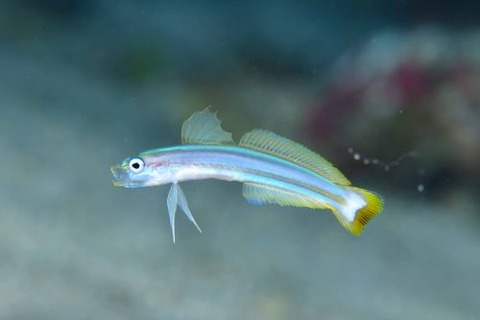 スジクロユリハゼ