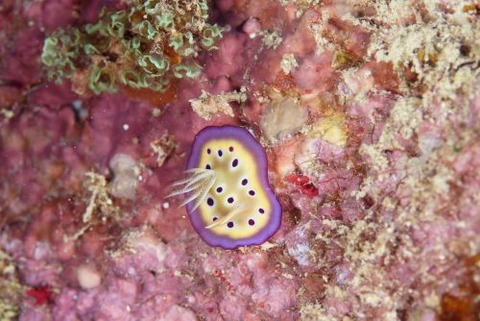 オトヒメウミウシ