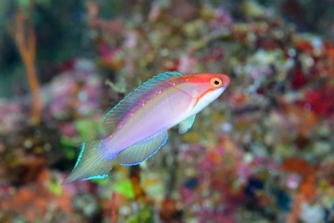 ヤリイトヒキベラ