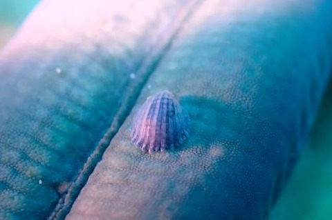 ヒトデナカセ