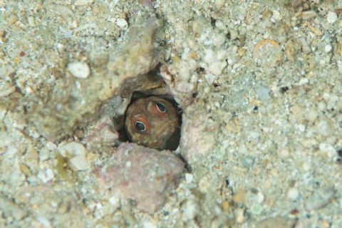 ホシカゲアゴアマダイ