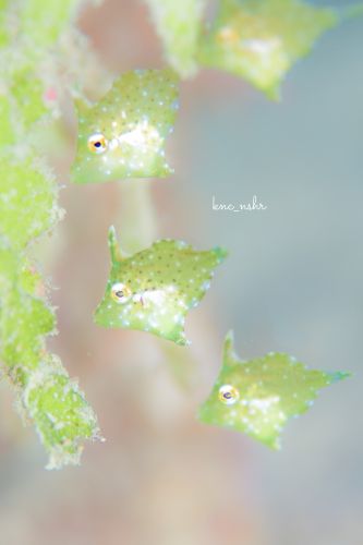 トゲカワハギ