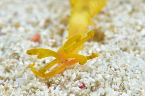 ゴカイのなかま