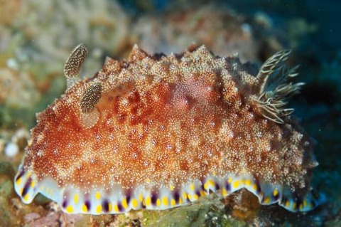 コモンウミウシ属の1種