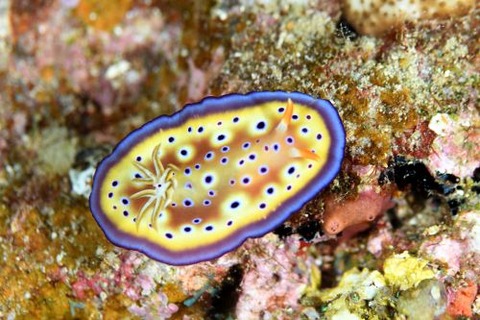 オトヒメウミウシ