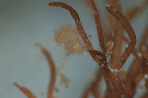 フィコカリス・シムランス