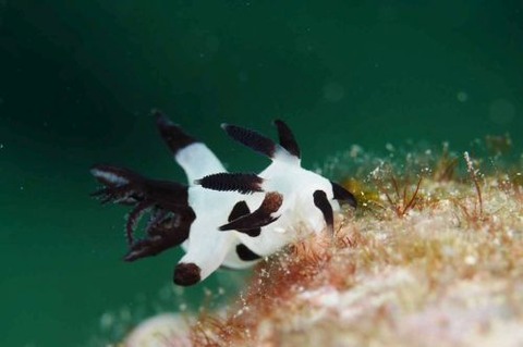 パンダツノウミウシ