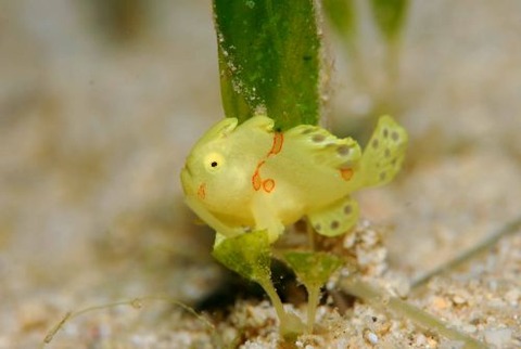 イロカエルアンコウ