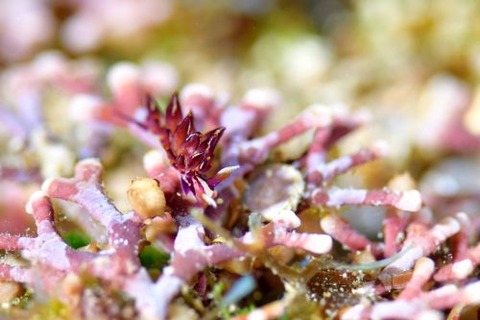 ノトアリモウミウシ