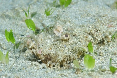 ヒメオニオコゼ