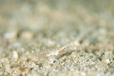 ボンボリイソハゼ