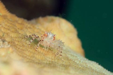 キンチャクガニ