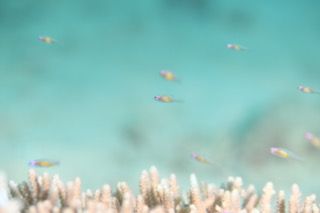 アカメハゼ