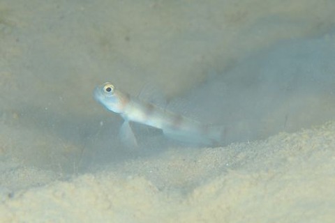 ニュウドウダテハゼ