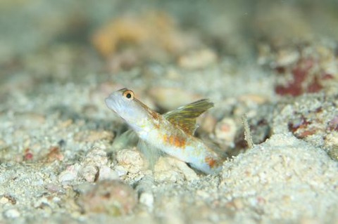 オニハゼ属の1種