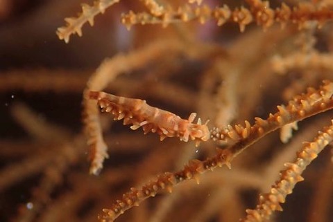 ビシャモンエビ