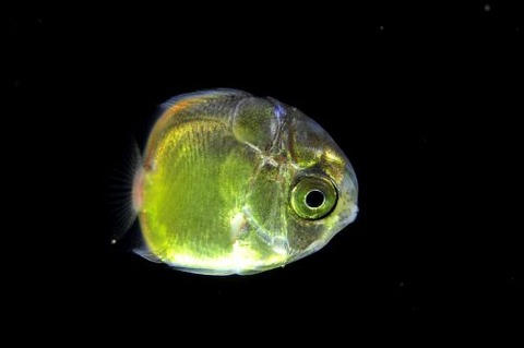 刺激的な水中生物