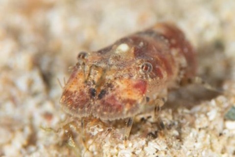 ツメナガヒメセミエビ