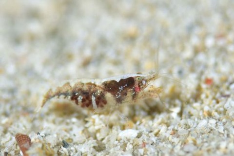 トゲテッポウエビ